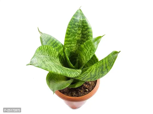 ENRICH PLANTS : Sensevieria Moonshine, Snake Plant,Live Plant, Air Purifying,Home Dcor Plant,-thumb3