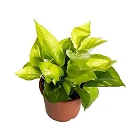 ENRICH PLANTS : Green Moneyplant,Live Plant, Air Purifying, Good Luck.-thumb1