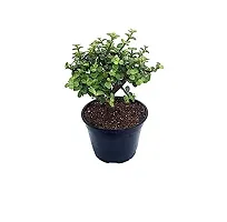 ENRICH PLANTS : JADE, Good Luck, Home Decor Live Plant, Air Purifying,-thumb1