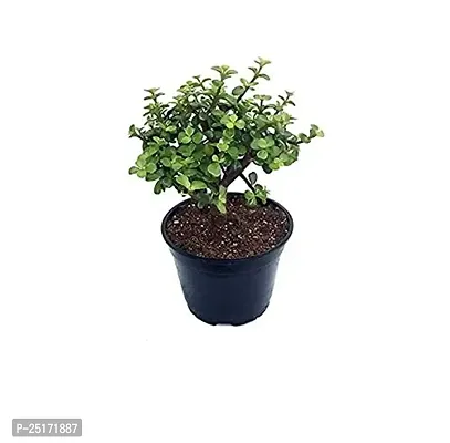 ENRICH PLANTS : JADE, Good Luck, Home Decor Live Plant, Air Purifying,-thumb2