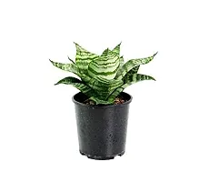 ENRICH PLANTS : Sansevieria Hahnii Green Dwarf, Snake Plant,Live Plant, Air Purifying,Home Dcor Plant,-thumb3