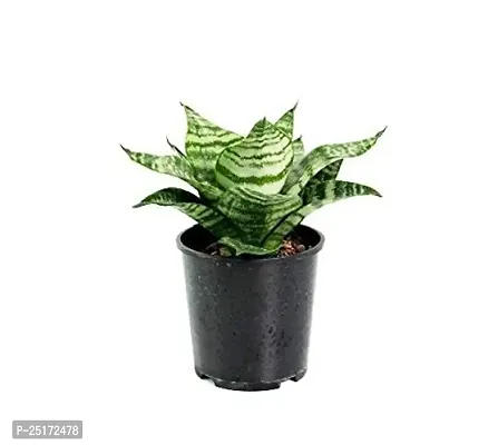 ENRICH PLANTS : Sansevieria Hahnii Green Dwarf, Snake Plant,Live Plant, Air Purifying,Home Dcor Plant,-thumb4