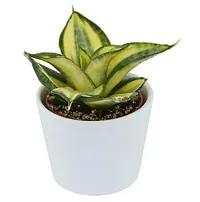 ENRICH PLANTS :: Sansevieria - Snake plant :: Natural Live Plant :: Plastic Pot :: Air Purifying :: Home Decor ::-thumb1