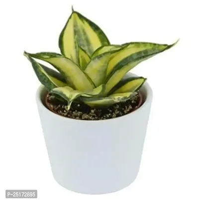 ENRICH PLANTS :: Sansevieria - Snake plant :: Natural Live Plant :: Plastic Pot :: Air Purifying :: Home Decor ::-thumb2