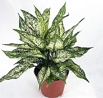 ENRICH PLANTS : AGLONEMA SNOW WHITE, Home Dcor Live Plant, Air Purifying,-thumb3