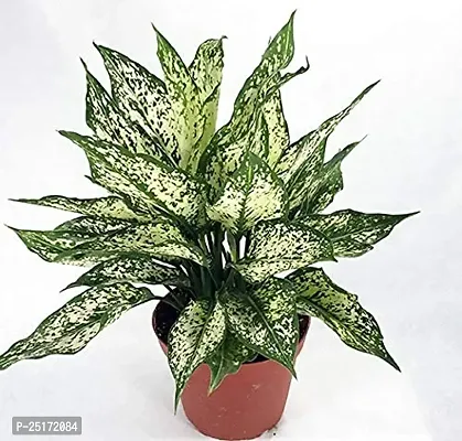 ENRICH PLANTS : AGLONEMA SNOW WHITE, Home Dcor Live Plant, Air Purifying,-thumb4