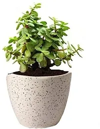 ENRICH PLANTS : JADE, Good Luck, Home Decor Live Plant, Air Purifying,-thumb1