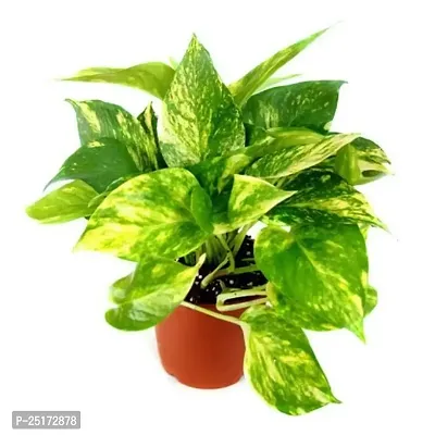 ENRICH PLANTS : Green Moneyplant,Live Plant, Air Purifying, Good Luck.-thumb0