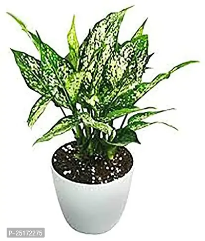 ENRICH PLANTS : AGLONEMA SNOW WHITE, Home Dcor Live Plant, Air Purifying,