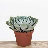 Enrich Plants Live Plants for Indoor Home D?cor | SUCCULENT |Indoor Plant|SHLOKU_3817(1)-thumb1