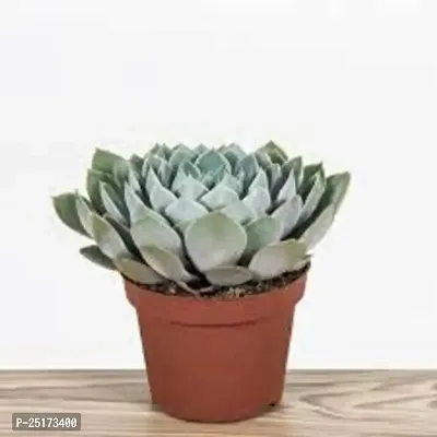 Enrich Plants Live Plants for Indoor Home D?cor | SUCCULENT |Indoor Plant|SHLOKU_3817(1)-thumb2