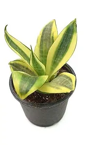 ENRICH PLANTS : Sansevieria Hahnii Golden, Snake Plant,Live Plant, Ceramic Pot, Air Purifying,Home Dcor Plant,-thumb3