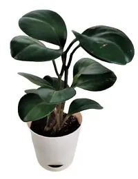 ENRICH PLANTS :: Peperomia Green :: Natural Live Plant :: Elegant Self Watering Plastic Pot :: Air Purifying :: Home Decor ::-thumb1