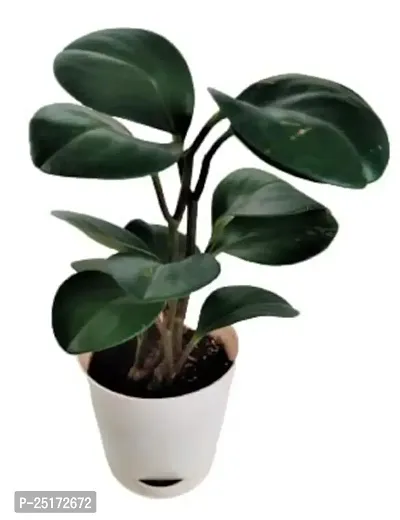 ENRICH PLANTS :: Peperomia Green :: Natural Live Plant :: Elegant Self Watering Plastic Pot :: Air Purifying :: Home Decor ::-thumb2