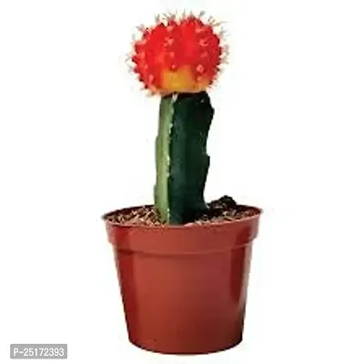 ENRICH PLANTS : Moon Cactus (RED), Live Plant, Air Purifying, Succulent