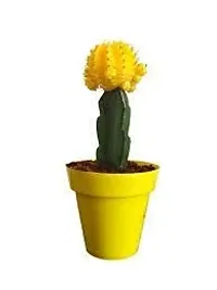 ENRICH PLANTS : Moon Cactus (Yellow),Live Plant, Air Purifying, Succulent,-thumb4