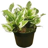 ENRICH PLANTS : Moneyplant Scindapsus,Live Plant, Air Purifying, Good Luck.-thumb4