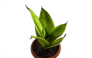 ENRICH PLANTS : Sensevieria Moonshine, Snake Plant,Live Plant, Air Purifying,Home Dcor Plant,-thumb2