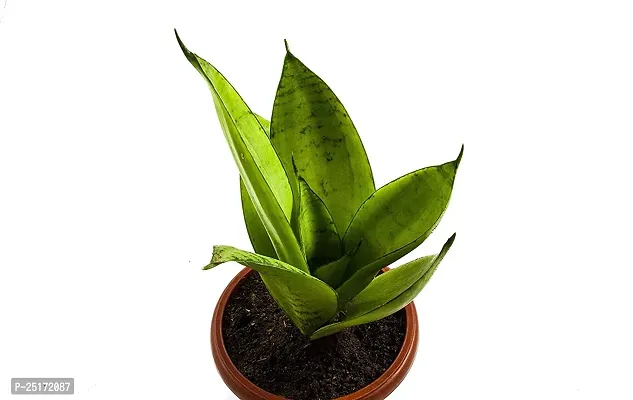 ENRICH PLANTS : Sensevieria Moonshine, Snake Plant,Live Plant, Air Purifying,Home Dcor Plant,-thumb3