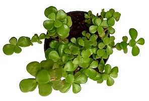 ENRICH PLANTS : JADE, Good Luck, Home Decor Live Plant, Air Purifying,-thumb4