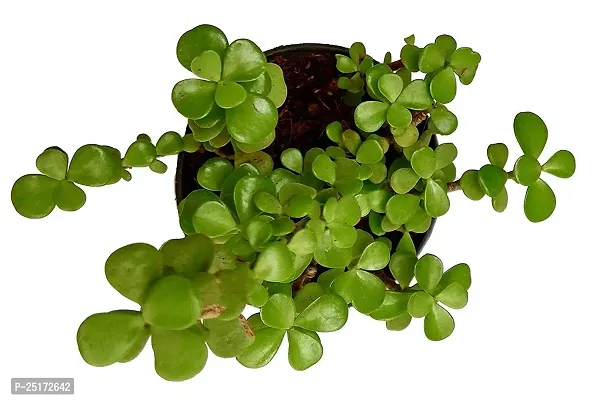 ENRICH PLANTS : JADE, Good Luck, Home Decor Live Plant, Air Purifying,-thumb5