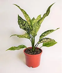 ENRICH PLANTS : Diffenbacha, Home Dcor Live Plant, Air Purifying,-thumb2