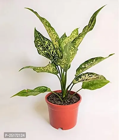 ENRICH PLANTS : Diffenbacha, Home Dcor Live Plant, Air Purifying,-thumb3