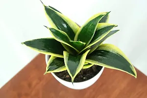 ENRICH PLANTS : Sansevieria Jade Marginata, Snake Plant,Live Plant, Air Purifying,Home Dcor Plant,-thumb3