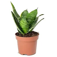 ENRICH PLANTS :: Sansevieria - Snake plant :: Natural Live Plant :: Plastic Pot :: Air Purifying :: Home Decor ::-thumb3