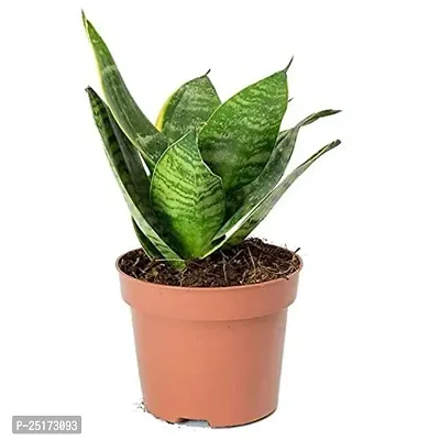 ENRICH PLANTS :: Sansevieria - Snake plant :: Natural Live Plant :: Plastic Pot :: Air Purifying :: Home Decor ::-thumb4