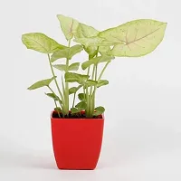 Enrich Plants Live Plants for Indoor Home Dcor | Arrowhead Plant | Syngonium | Indoor Plant|SHLOKU_3685(1)-thumb1