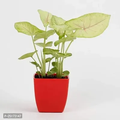 Enrich Plants Live Plants for Indoor Home Dcor | Arrowhead Plant | Syngonium | Indoor Plant|SHLOKU_3685(1)-thumb2