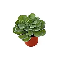 Enrich Plants Live Plants for Indoor Home Dcor | SUCCULENT |Indoor Plant|SHLOKU_3814(1)-thumb1