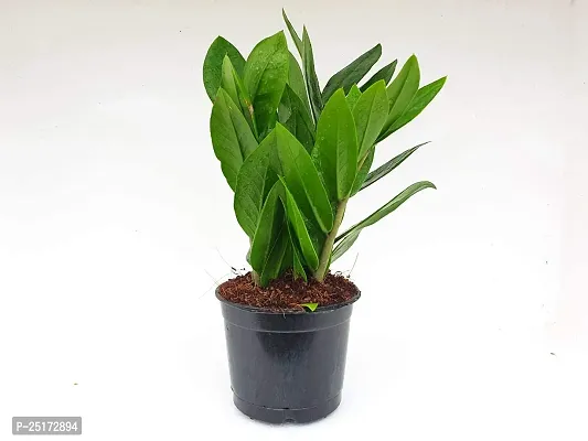 ENRICH PLANTS : ZAMIA (ZZ Plant),Live Plant, Air Purifying,Home Decor Plant,