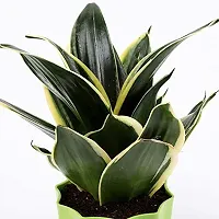 ENRICH PLANTS : Sansevieria Jade Marginata, Snake Plant,Live Plant, Air Purifying,Home Dcor Plant,-thumb3