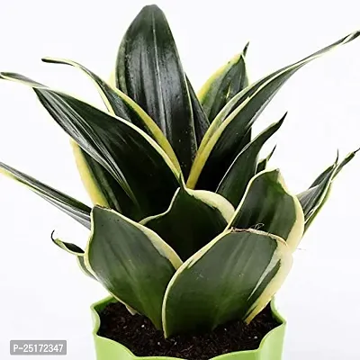 ENRICH PLANTS : Sansevieria Jade Marginata, Snake Plant,Live Plant, Air Purifying,Home Dcor Plant,-thumb4