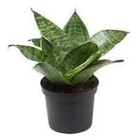 ENRICH PLANTS :: Sansevieria - Snake plant :: Natural Live Plant :: Plastic Pot :: Air Purifying :: Home Decor ::-thumb3