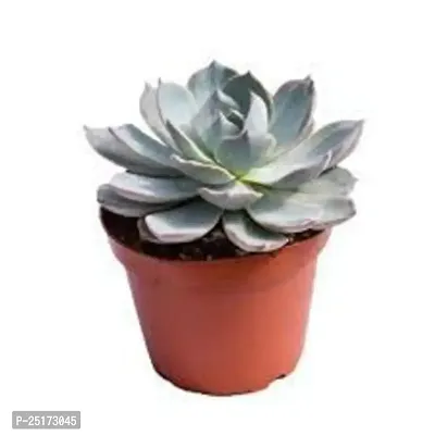 Enrich Plants Live Plants for Indoor Home D?cor | SUCCULENT |Indoor Plant|SHLOKU_3849(1)