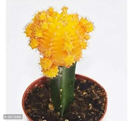 ENRICH PLANTS : Moon Cactus (Yellow),Live Plant, Air Purifying, Succulent,