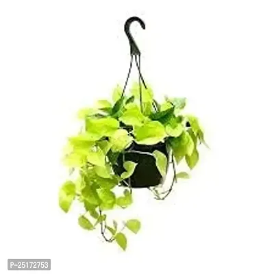 ENRICH PLANTS : Golden Moneyplant, Live Plant, Hanging Air Purifying, Good Luck.