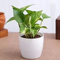 ENRICH PLANTS : Golden Moneyplant, Live Plant, Air Purifying, Good Luck-thumb3