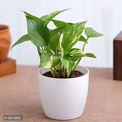 ENRICH PLANTS : Golden Moneyplant, Live Plant, Air Purifying, Good Luck-thumb4