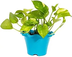 ENRICH PLANTS : Green Moneyplant,Live Plant, Air Purifying, Good Luck.-thumb3