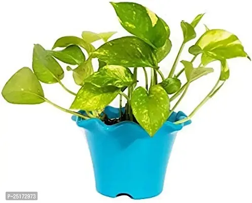 ENRICH PLANTS : Green Moneyplant,Live Plant, Air Purifying, Good Luck.-thumb4