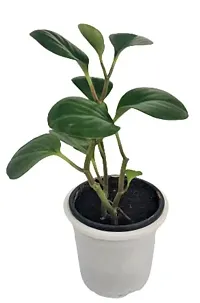 ENRICH PLANTS :: PEPROMIA GREEN :: Natural Live Plant :: Plastic Pot :: Air Purifying :: Home Decor Plant ::-thumb2