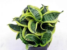 ENRICH PLANTS : Sansevieria Jade Marginata, Snake Plant,Live Plant, Air Purifying,Home Dcor Plant,-thumb3