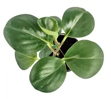 ENRICH PLANTS :: PEPROMIA GREEN :: Natural Live Plant :: Plastic Pot :: Air Purifying :: Home Decor Plant ::-thumb1