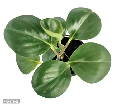 ENRICH PLANTS :: PEPROMIA GREEN :: Natural Live Plant :: Plastic Pot :: Air Purifying :: Home Decor Plant ::-thumb2