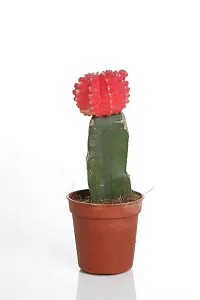 ENRICH PLANTS :: Moon Cactus (Red) :: Natural Live Plant :: Plastic Pot ::Air Purifying :: Succulent ::-thumb2