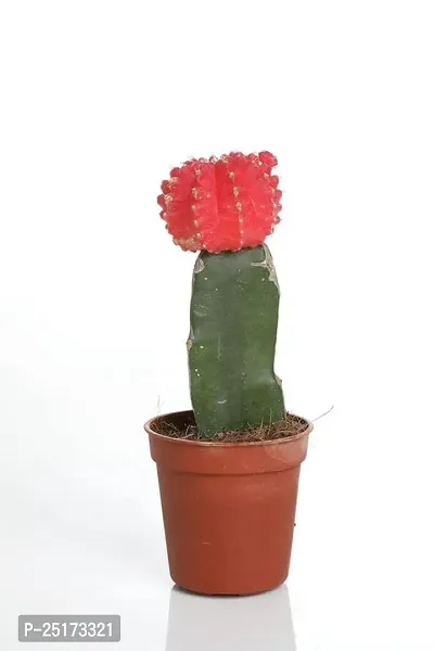 ENRICH PLANTS :: Moon Cactus (Red) :: Natural Live Plant :: Plastic Pot ::Air Purifying :: Succulent ::-thumb3